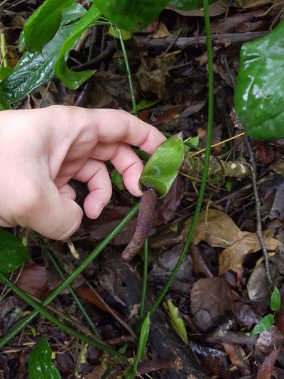 Anthurium pentaphyllum, photographed by Celso Henrique Varela Rios
