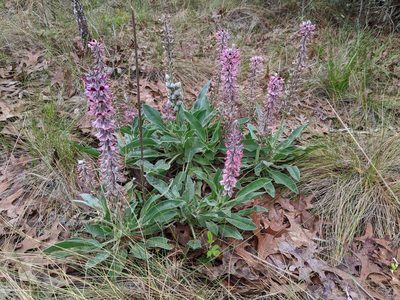 Lupinus villosus, photographed by Elspeth Pierce