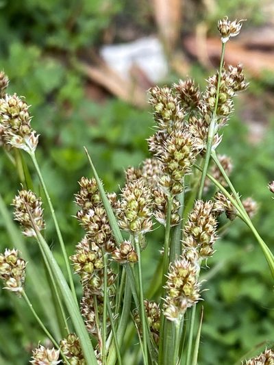 Luzula bulbosa, photographed by Alan Weakley