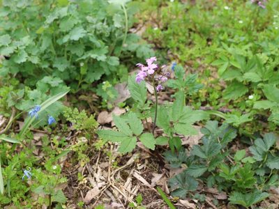 Cardamine quinquefolia, photographed by Юрий Данилевский (Yuriy Danilevsky)