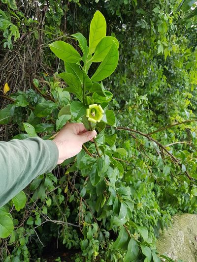 Dyssochroma viridiflorum, photographed by Celso Henrique Varela Rios