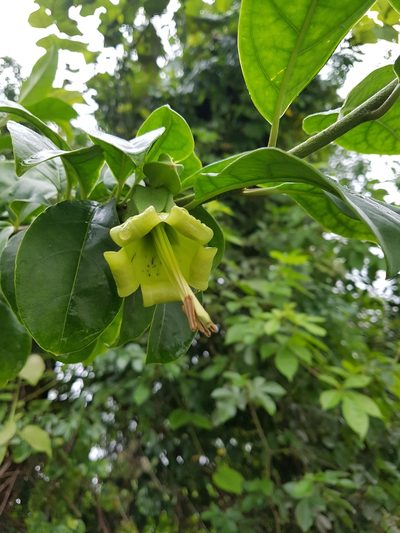 Dyssochroma viridiflorum, photographed by Celso Henrique Varela Rios