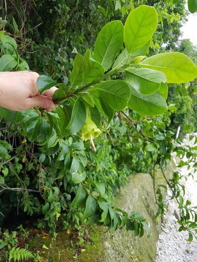 Dyssochroma viridiflorum, photographed by Celso Henrique Varela Rios