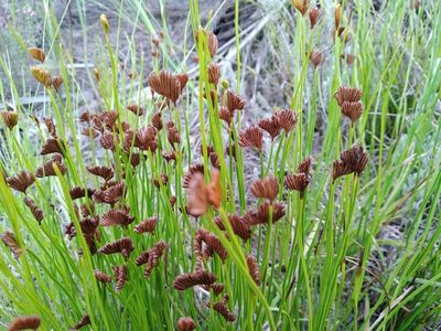 Schizaea pectinata, photographed by De Waal Hugo