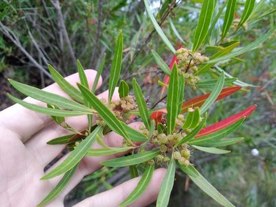 Metrosideros angustifolia, photographed by De Waal Hugo