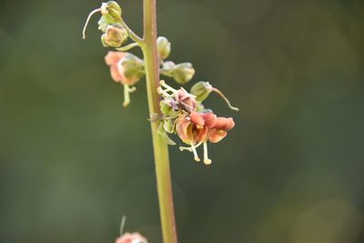 Scrophularia rubricaulis, photographed by Mitch Van Dyke