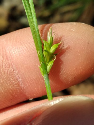 Carex styloflexa, photographed by Scott Ward
