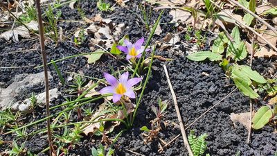 Romulea bulbocodium, photographed by hecklemore