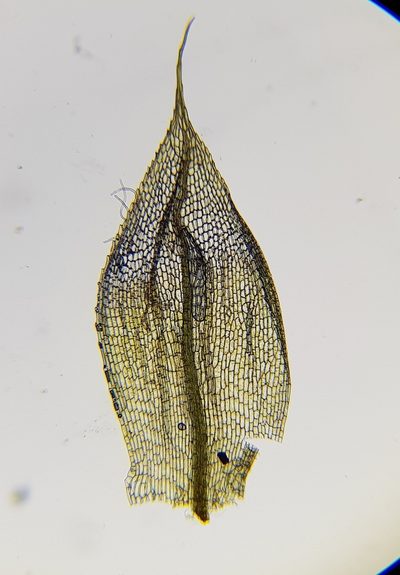 Entosthodon muhlenbergii, photographed by Helen Waterman