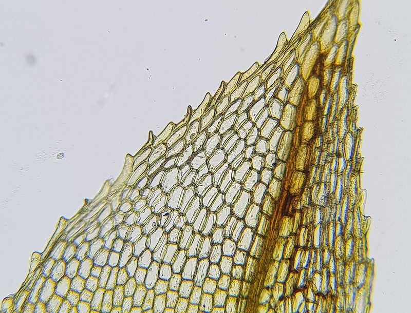 Entosthodon muhlenbergii, photographed by Helen Waterman