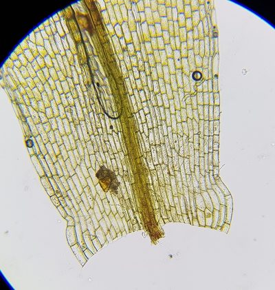 Entosthodon muhlenbergii, photographed by Helen Waterman