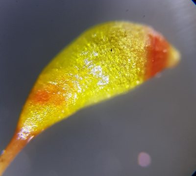 Entosthodon muhlenbergii, photographed by Helen Waterman