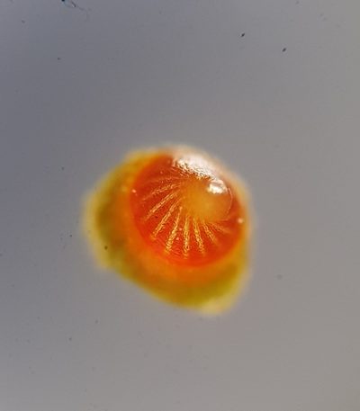 Entosthodon muhlenbergii, photographed by Helen Waterman