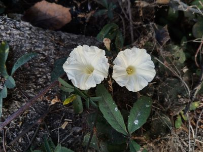 Distimake quinquefolius, photographed by Oscar Gonzalez Diaz