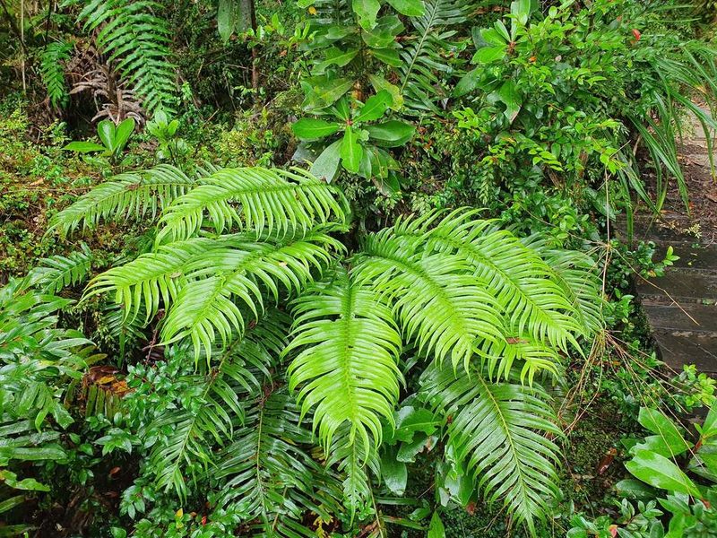 Lomariocycas magellanica, photographed by Cesar Ormazabal
