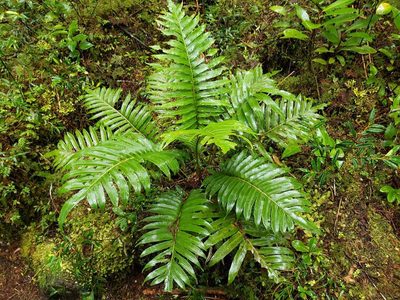 Lomariocycas magellanica, photographed by Cesar Ormazabal