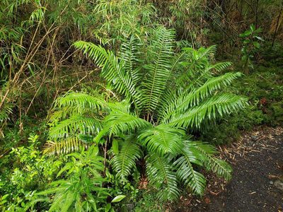 Lomariocycas magellanica, photographed by Cesar Ormazabal