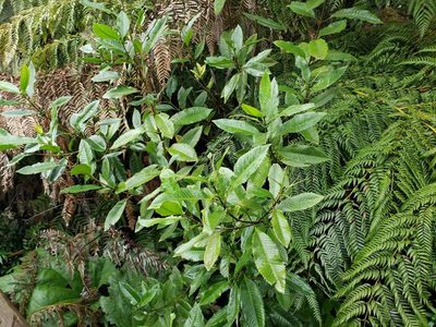 Caldcluvia paniculata, photographed by Cesar Ormazabal