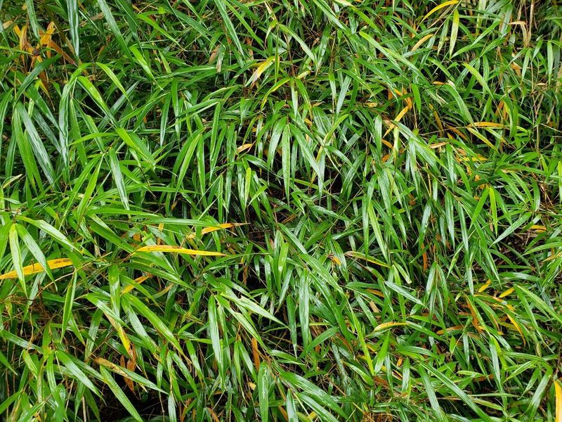 Chusquea quila, photographed by Cesar Ormazabal