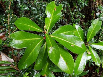 Drimys winteri, photographed by Cesar Ormazabal