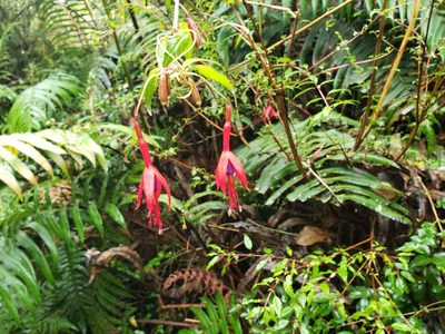 Fuchsia magellanica, photographed by Cesar Ormazabal