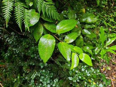 Griselinia racemosa, photographed by Cesar Ormazabal