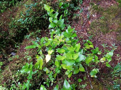 Griselinia racemosa, photographed by Cesar Ormazabal
