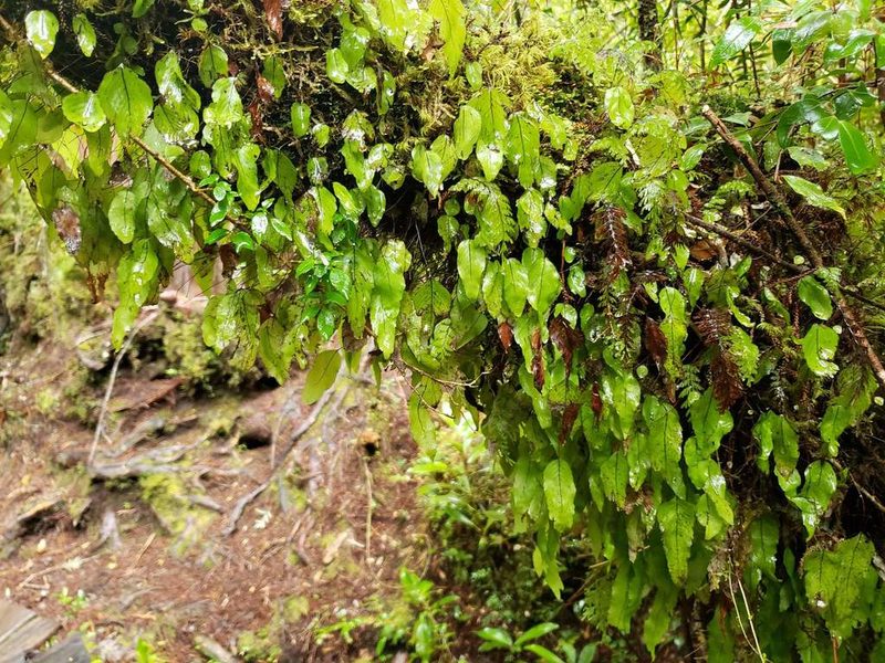 Hymenophyllum cruentum, photographed by Cesar Ormazabal