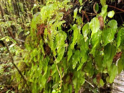 Hymenophyllum cruentum, photographed by Cesar Ormazabal