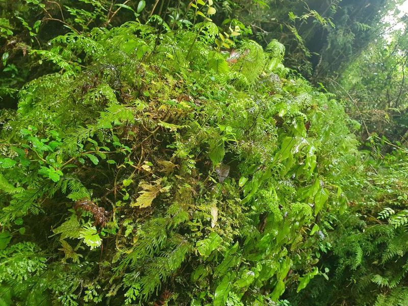 Hymenophyllum pectinatum, photographed by Cesar Ormazabal