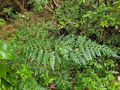 Lomatia ferruginea, photographed by Cesar Ormazabal