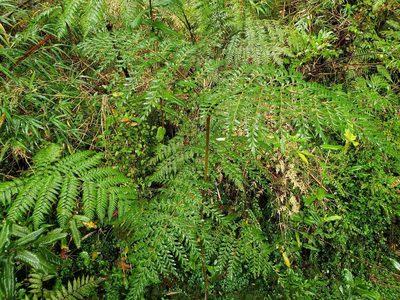 Lomatia ferruginea, photographed by Cesar Ormazabal