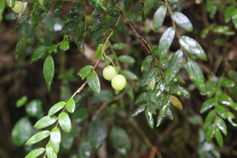 Luzuriaga polyphylla, photographed by Cesar Ormazabal