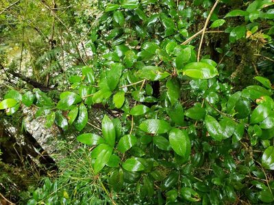 Myrceugenia planipes, photographed by Cesar Ormazabal