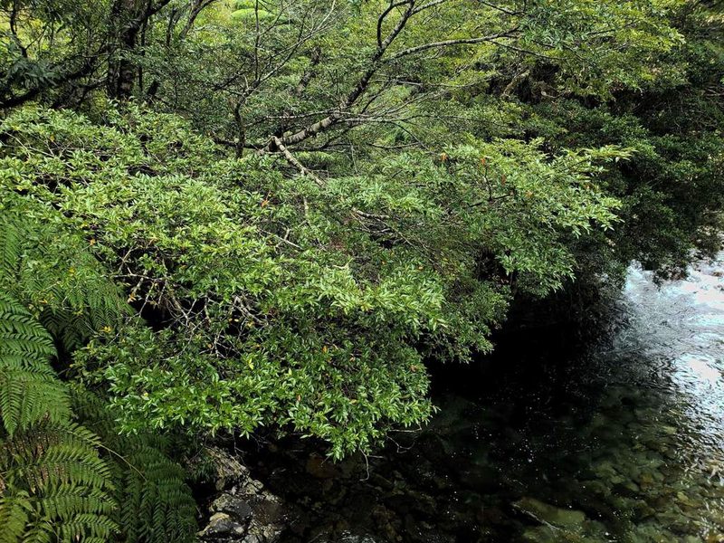 Nothofagus nitida, photographed by Cesar Ormazabal