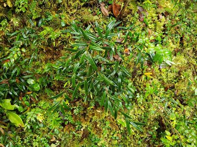 Philesia magellanica, photographed by Cesar Ormazabal