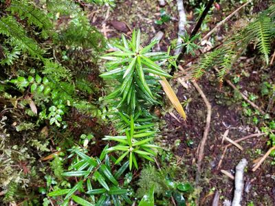 Podocarpus nubigenus, photographed by Cesar Ormazabal