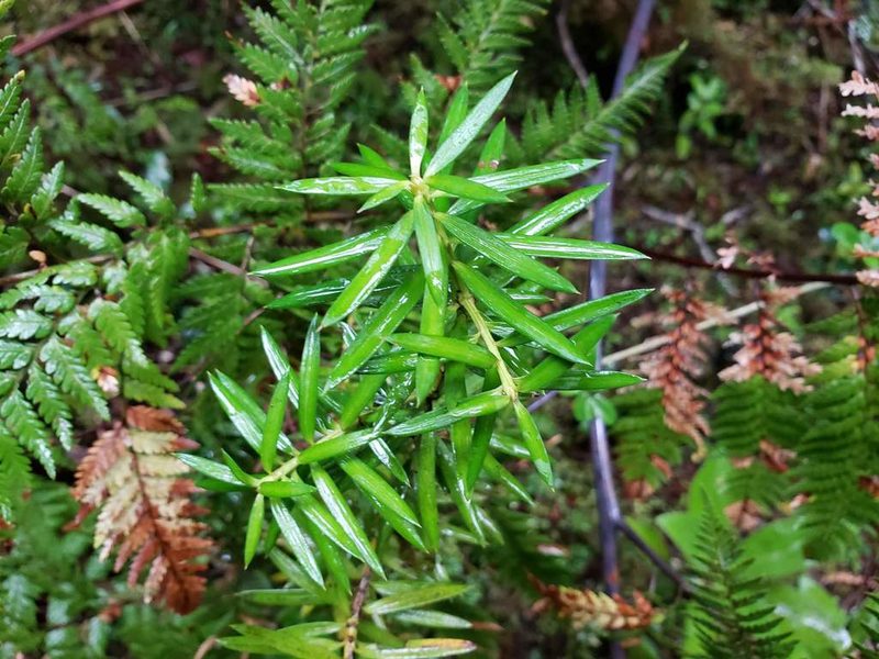Podocarpus nubigenus, photographed by Cesar Ormazabal
