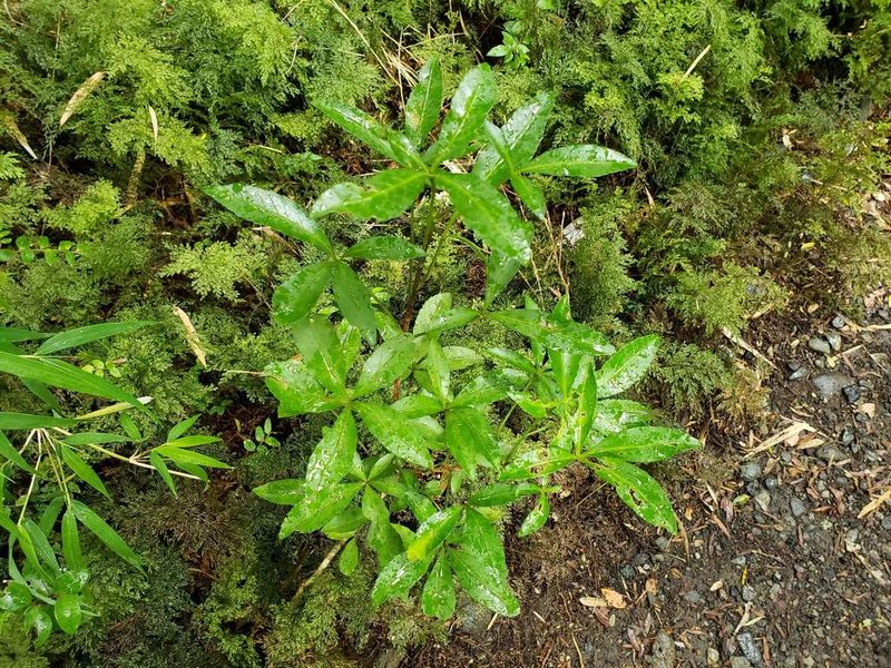 Raukaua laetevirens, photographed by Cesar Ormazabal