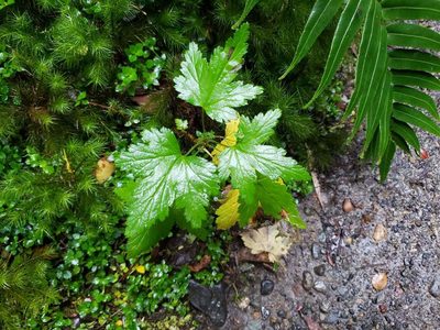 Ribes magellanicum, photographed by Cesar Ormazabal