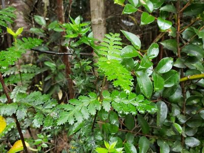 Weinmannia trichosperma, photographed by Cesar Ormazabal