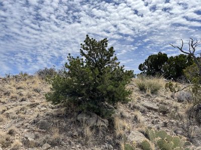 Pinus edulis, photographed by CK2AZ