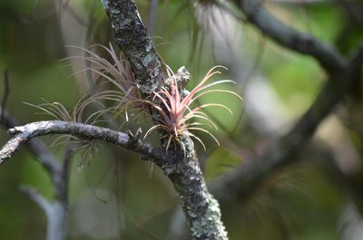 Tillandsia variabilis, photographed by Josiah Londerée