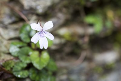 Viola formosana, photographed by Licheng Shih
