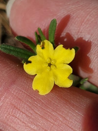 Lithospermum mirabile, photographed by Jo Roberts