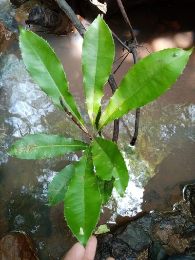 Clavija pungens, photographed by Pier Luiggi Maquilón