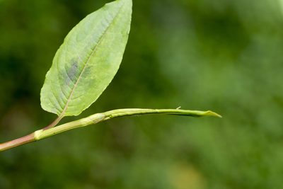 Persicaria chinensis, photographed by Licheng Shih
