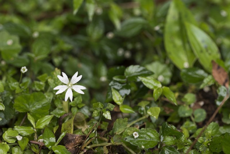 Nubelaria arisanensis, photographed by Licheng Shih