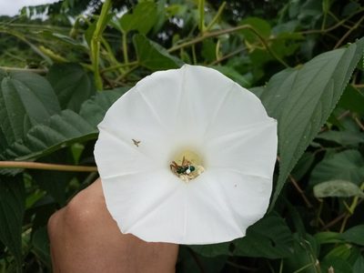 Operculina codonantha, photographed by Pier Luiggi Maquilón