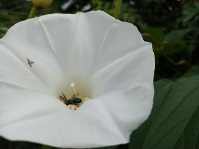 Operculina codonantha, photographed by Pier Luiggi Maquilón